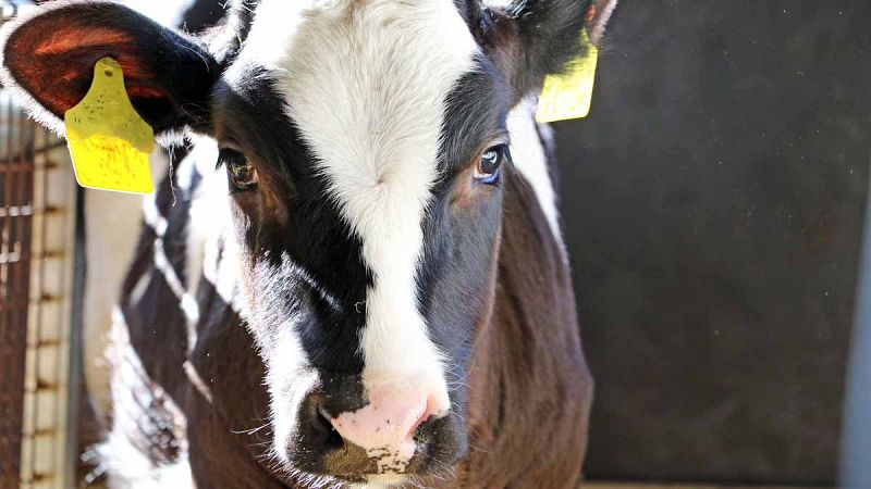 Confirmado un caso de encefalopatía distinta al mal de las vacas locas en Salamanca