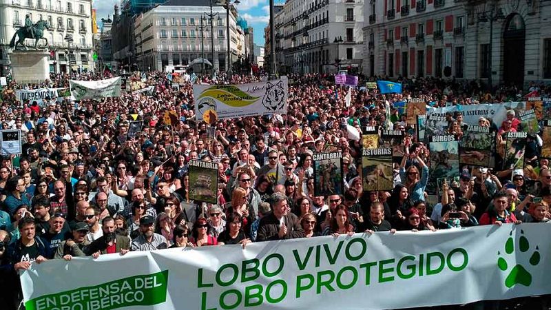 Miles de personas reclaman en Madrid mayor protección para el lobo ibérico
