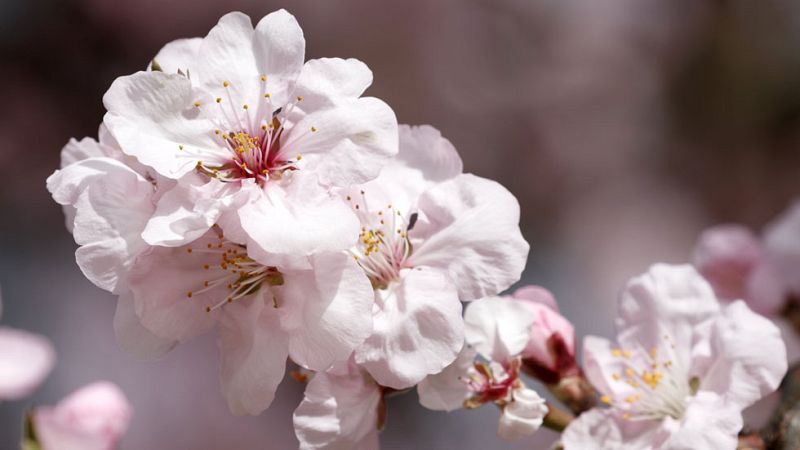 Llega la primavera con un tiempo casi de verano