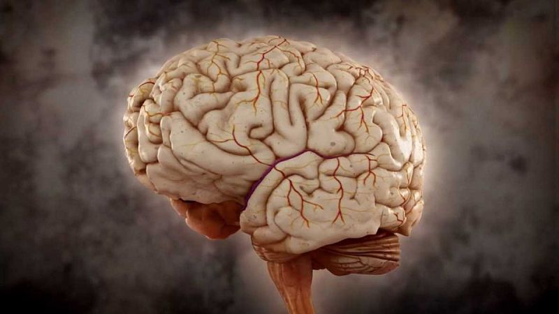 Científicos españoles descubren la zona del cerebro que genera las decisiones en función de memoria