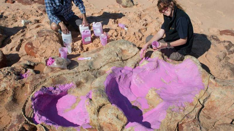 Identifican en Australia una concentración de huellas de hasta 21 especies de dinosaurios