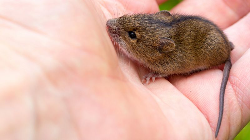 Los hombres primitivos ya convivían con ratones en sus hogares
