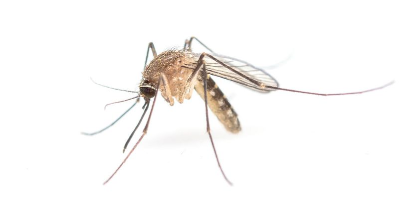Desvelando la aerodinámica del vuelo del mosquito