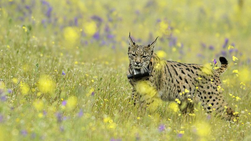 El censo de linces de 2016 en Andalucía creció un 10%