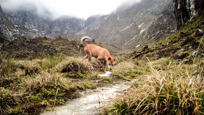 Hallan 15 ejemplares de la raza de perro más antigua del mundo, que se creía extinguida en libertad