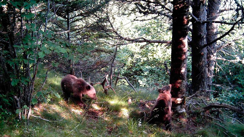 Nacen diez oseznos en el Pirineo catalán, un hito histórico desde su reintroducción