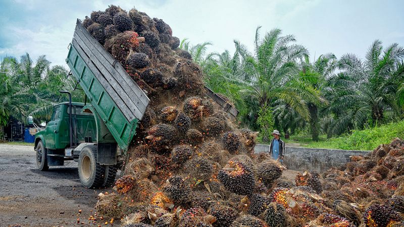 Aceite de palma: la grasa más consumida y la más perjudicial para la salud