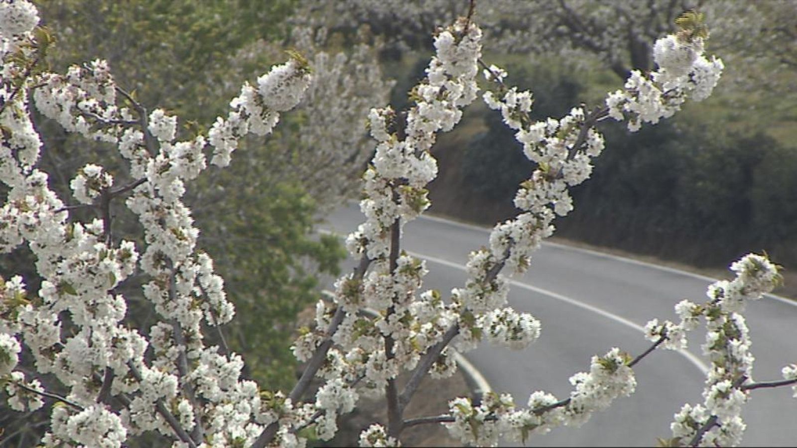 PLENO  ECONOMIA  VERDE