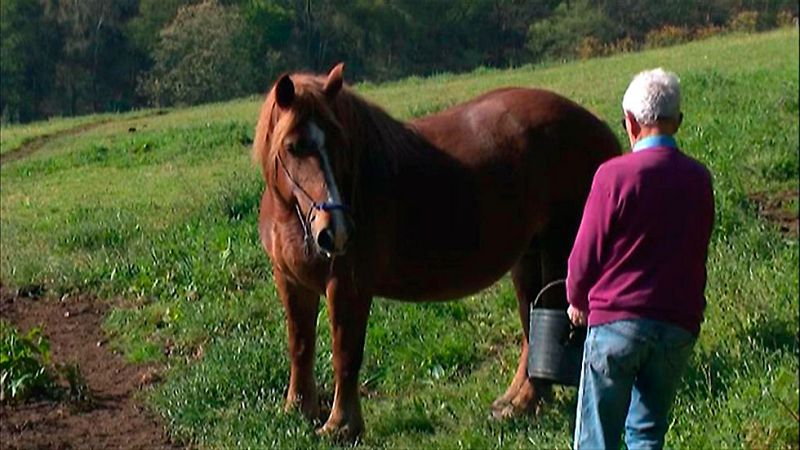 Aumenta a ocho el número de detenidos acusados de vender carne de caballo no apta para el consumo humano