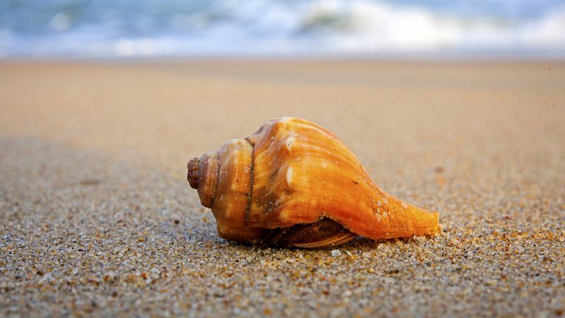 Los animales marinos con concha o esqueleto surgieron hace 550 millones de años