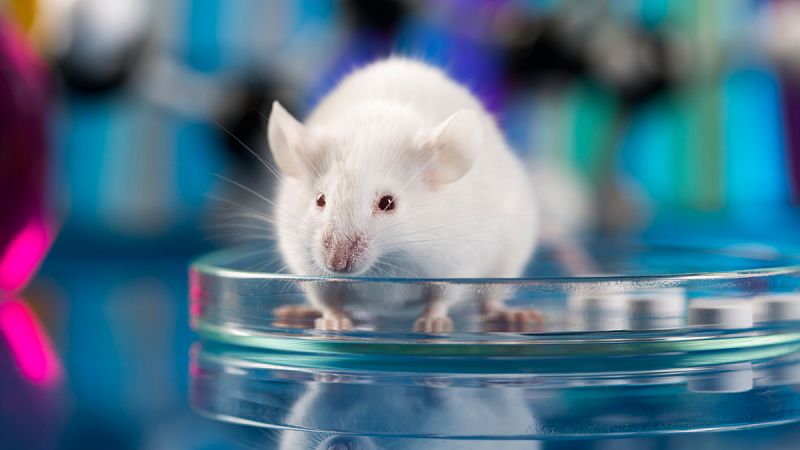 Ratones con párkinson recobran movilidad gracias a la reprogramación genética