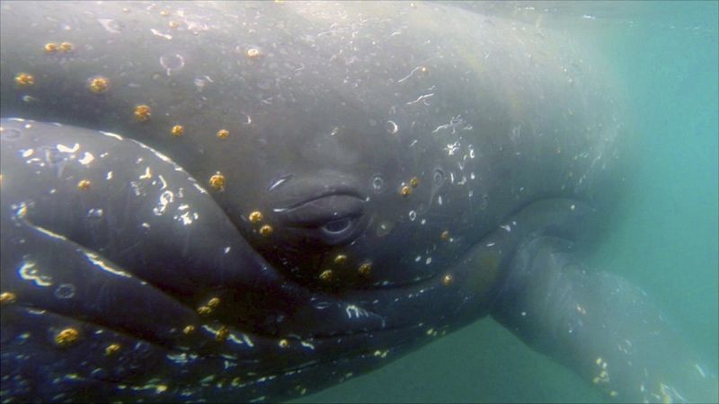 Descubren la vida íntima de las ballenas en la Antártida colocando cámaras en su lomo