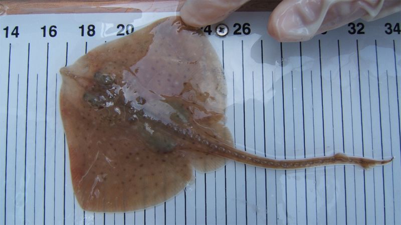 Descubren en el golfo de Cádiz una raya que se creía endémica del Mediterráneo