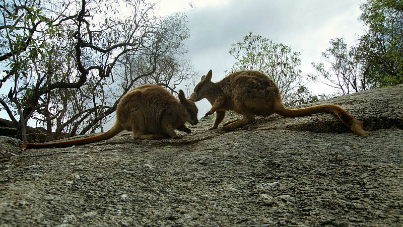 Los bosques de Australia, con más de 600 especies de eucaliptos, en Planeta Selva