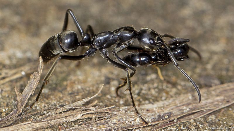 Las hormigas socorren a sus semejantes heridas en batalla