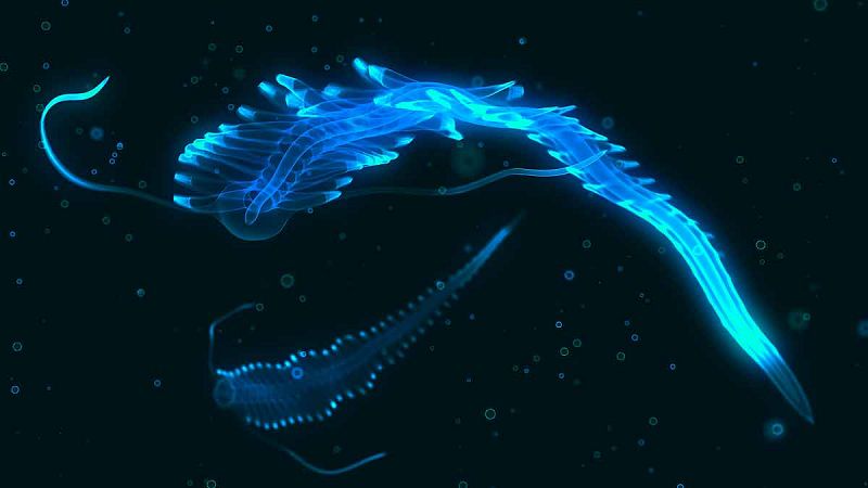 Tres de cada cuatro animales de las profundidades marinas emiten luz
