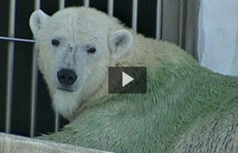 Tres osos polares se vuelven de color verde