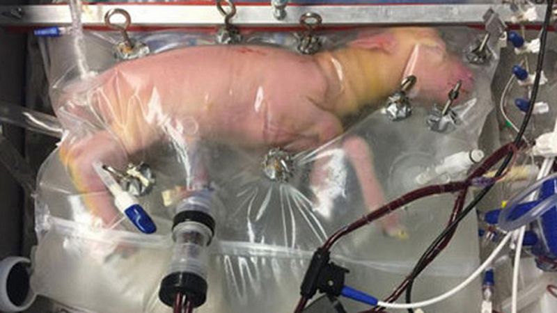 Un útero artificial logra mantener con vida a fetos de cordero "extremadamente prematuros"