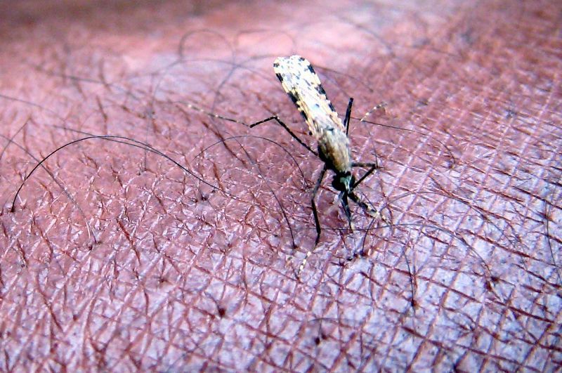 Ocho datos y cinco mitos falsos para conocer mejor la malaria