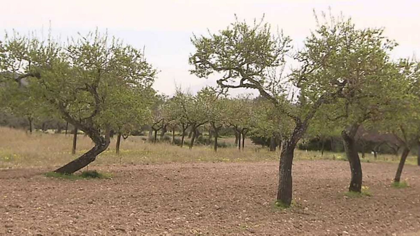 El escarabajo verde - Xylella, la bacteria sin remedio - ver ahora