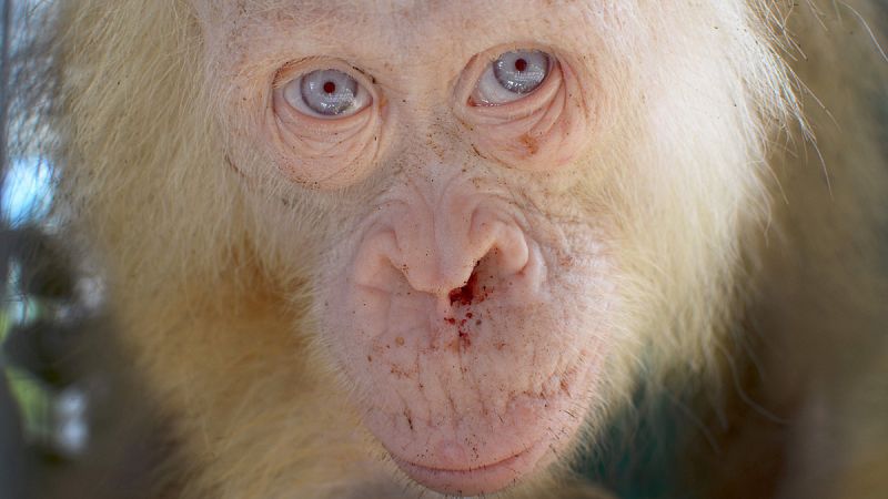 Rescatan en Borneo a una orangután albina "extremadamente rara"
