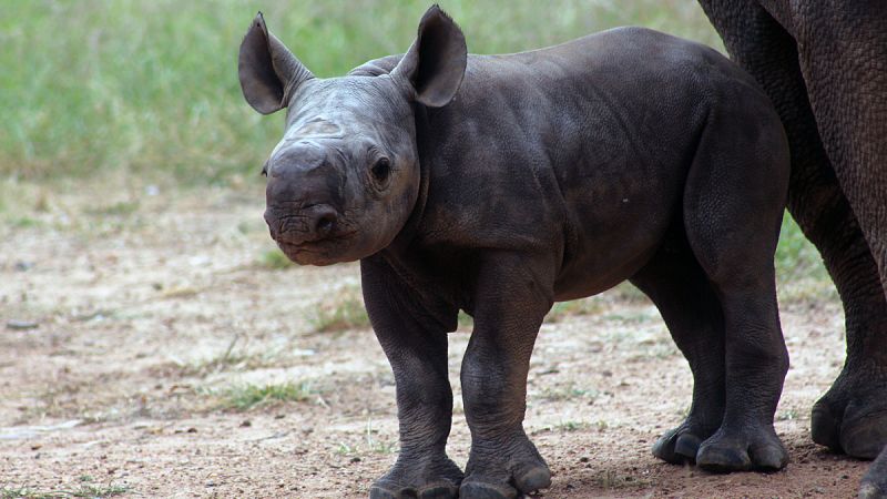Los rinocerontes negros regresan a Ruanda una década después de su desaparición