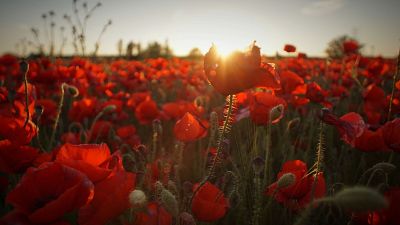 Memoria de delfín - Flores, simbología y belleza oculta - 08/05/17 - escuchar ahora