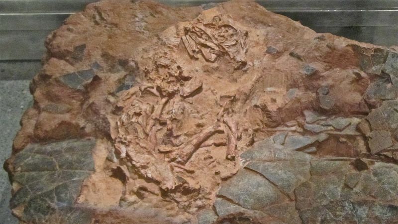 Descubren la identidad del fósil de dinosaurio 'Baby Louie'