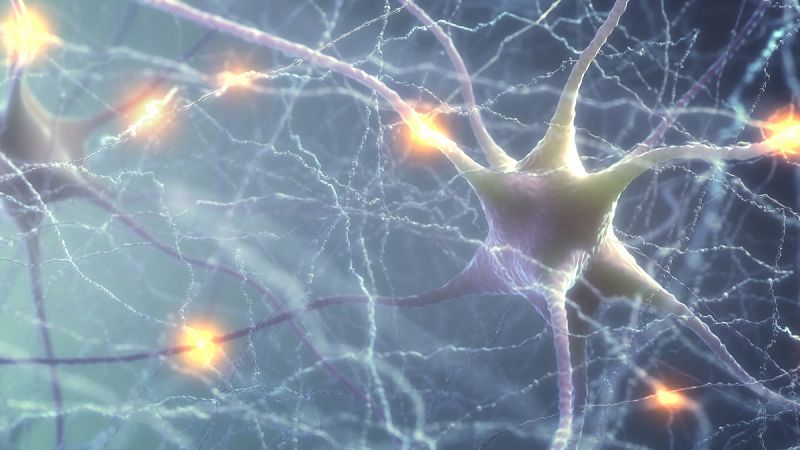 Demuestran uno de los mecanismos de supervivencia de las neuronas durante la vejez