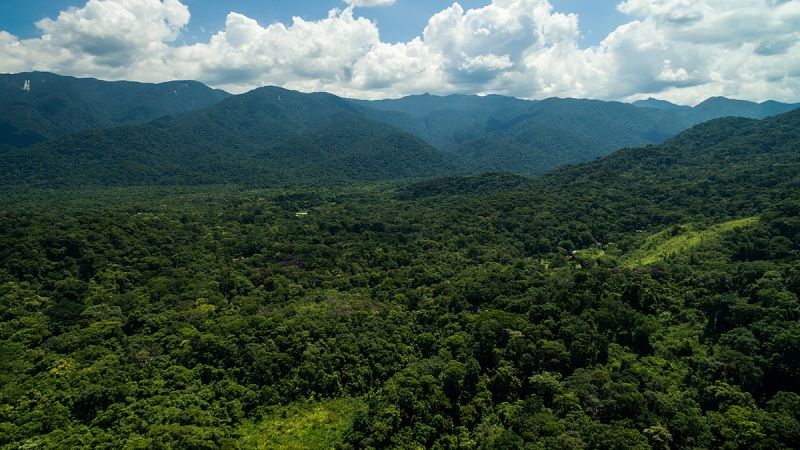 El planeta tiene un 9% más de árboles de lo estimado, como otra Amazonía