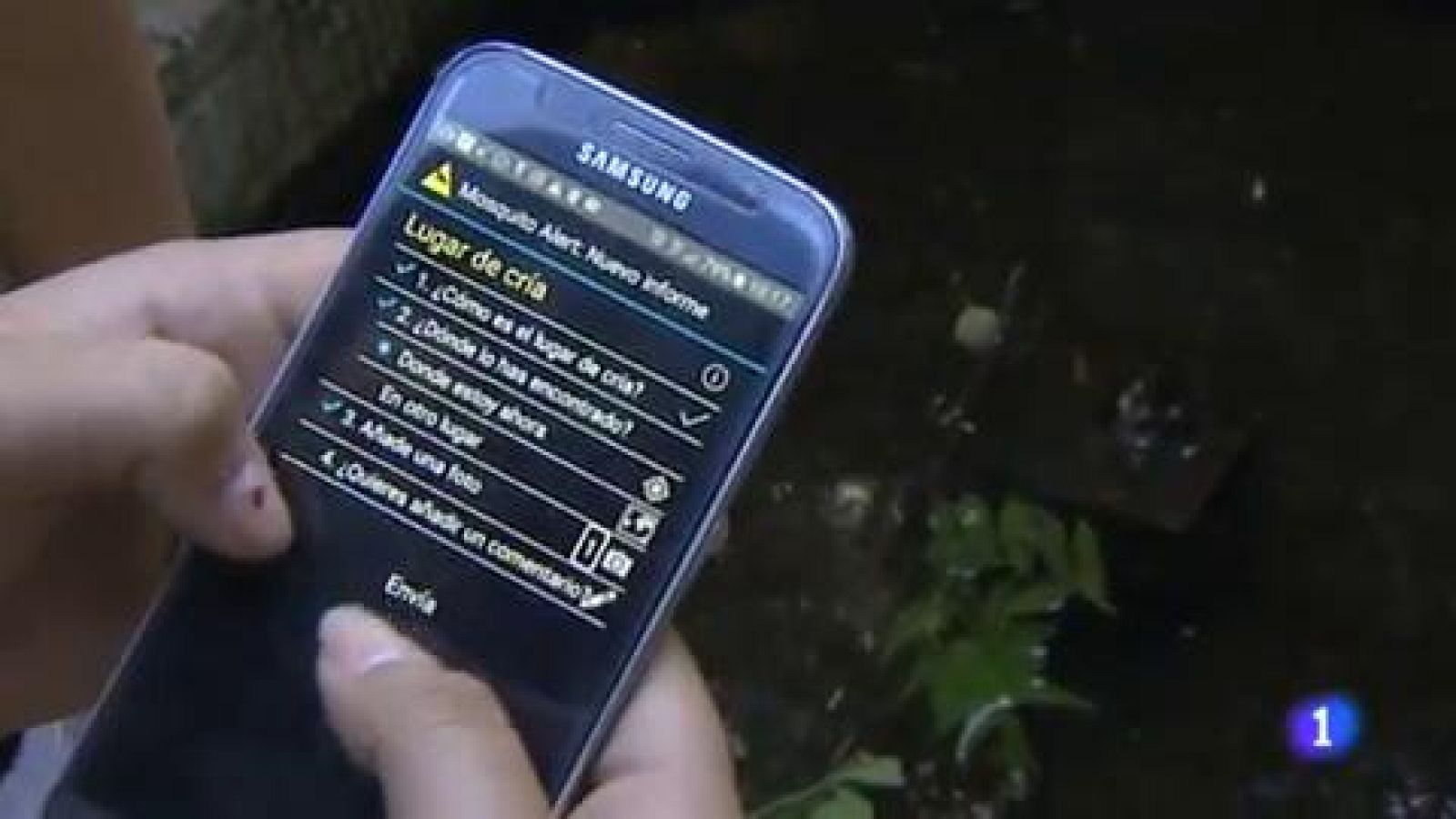 Caçar el mosquit tigre des de l'escola