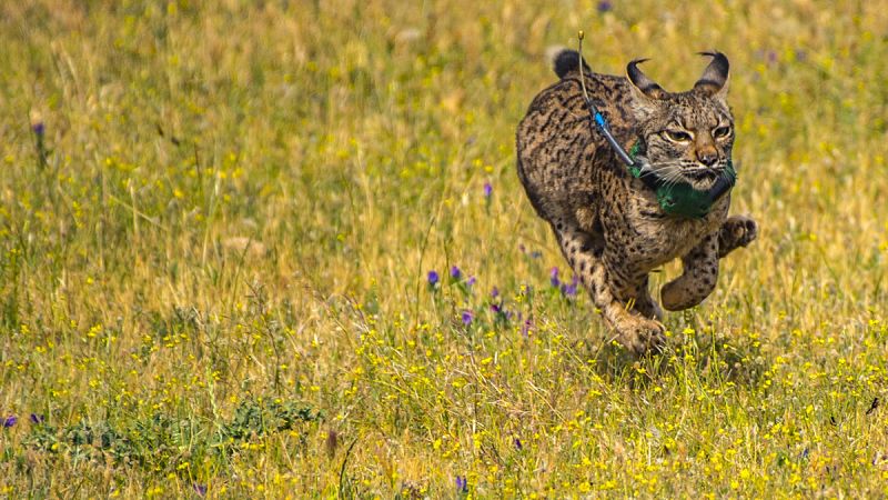 El programa LIFE+Iberlince libera tres ejemplares de lince ibérico en los Montes de Toledo