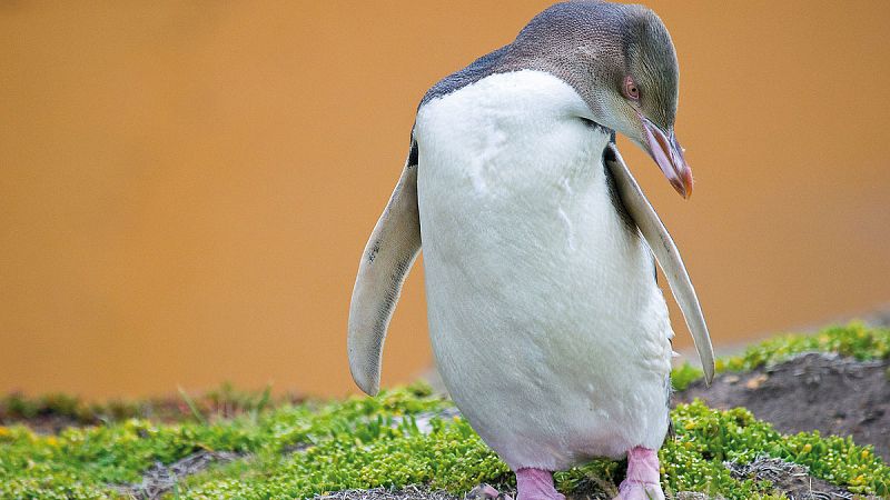 El calentamiento global aboca a la extinción a los pingüinos de ojos amarillos
