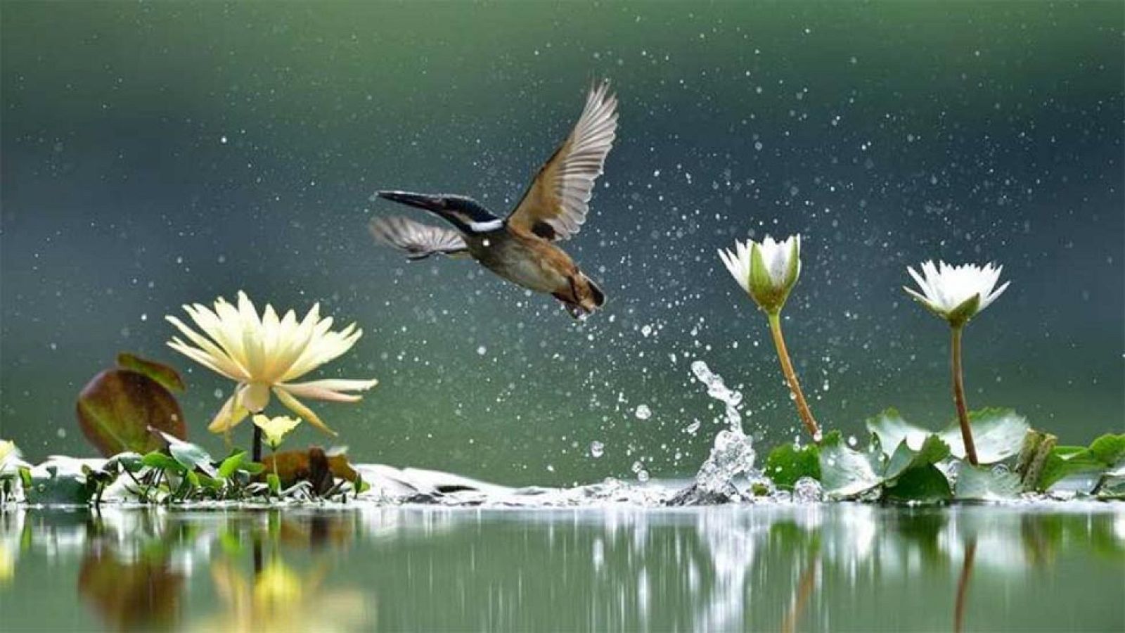 En el día mundial de la Biodiversidad nos recuerdan la importancia de cuidar nuestros entornos naturales y ecosistemas