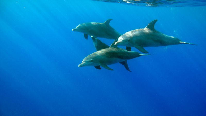 Más de 1,5 millones de delfines, marsopas y ballenas nadan en el Atlántico