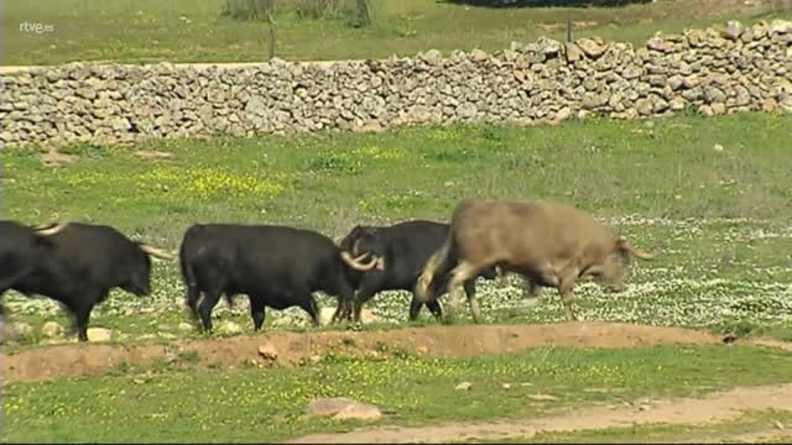 MULTA POR LOS PASTOS