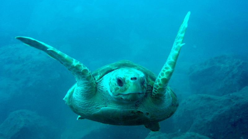Biólogos marinos advierten de que las migraciones de las tortugas bobas en el Mediterráneo podrían estar cambiando
