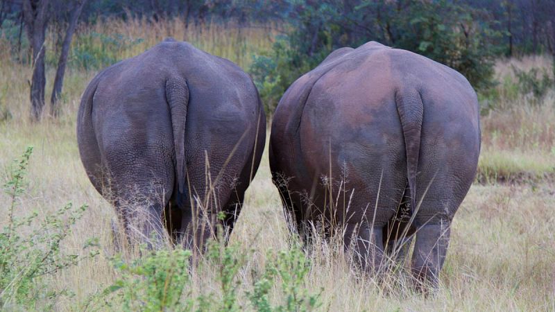 Más de 360 especies de grandes mamíferos se enfrentan a un riesgo de extinción "sin precedentes" en los próximos 50 años