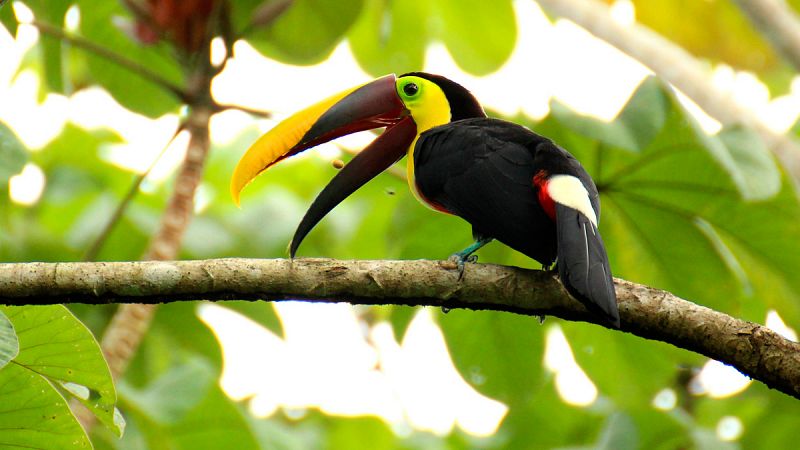 La muerte de los grandes pájaros daña "de forma desproporcionada" a los bosques tropicales