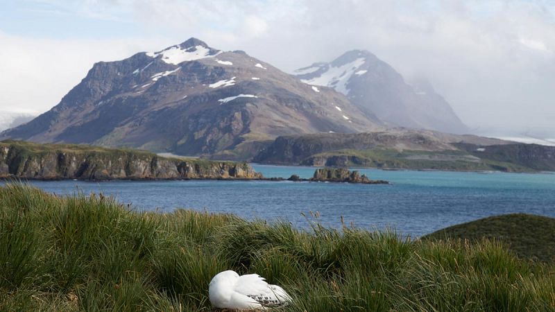 Un estudio alerta de riesgo de invasión de especies vegetales en la Antártida
