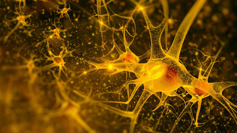 Descubren que un pequeño grupo de neuronas controla la insulina que libera el páncreas