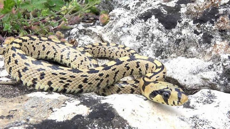 ¡Qué animal! recorre Tabernas, en Almería, el único desierto de toda Europa