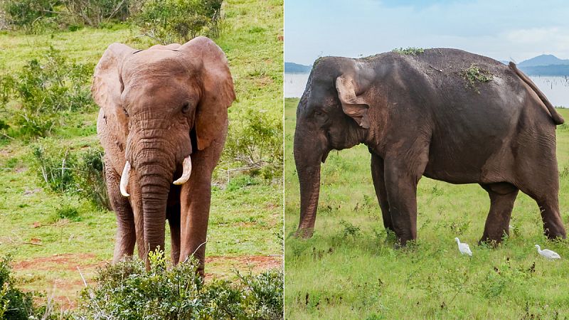 La paleogenómica certifica que hay dos especies de elefantes africanos