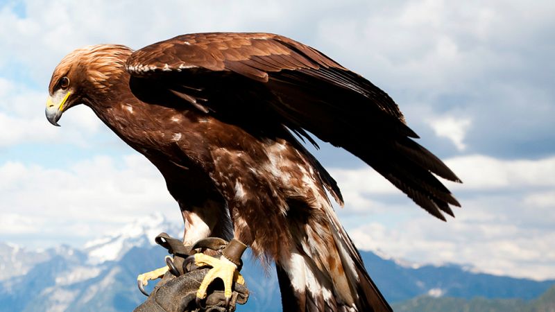 El impresionante rodaje de las águilas en 'Hermanos del viento'