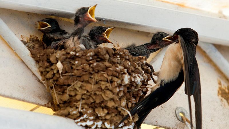Las altas temperaturas pueden adelantar los saltos de pollitos de sus nidos