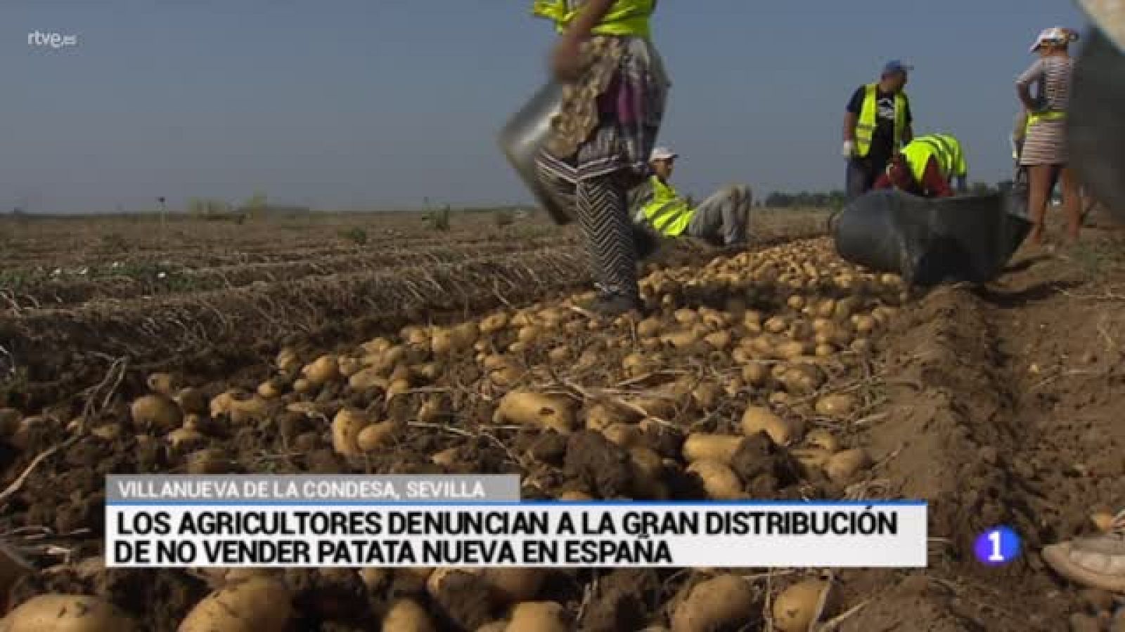 35 millones de pérdidas en el campo sevillano por la patata vieja francesa | Ver