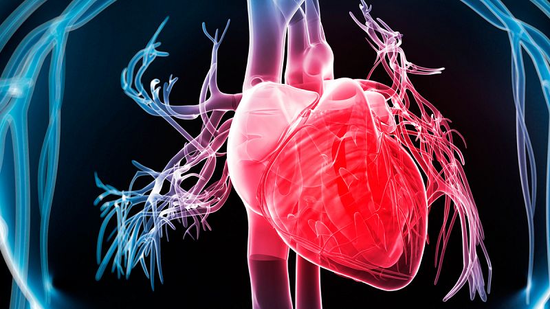 Un tratamiento oral reduce los daños de un infarto sobre el corazón