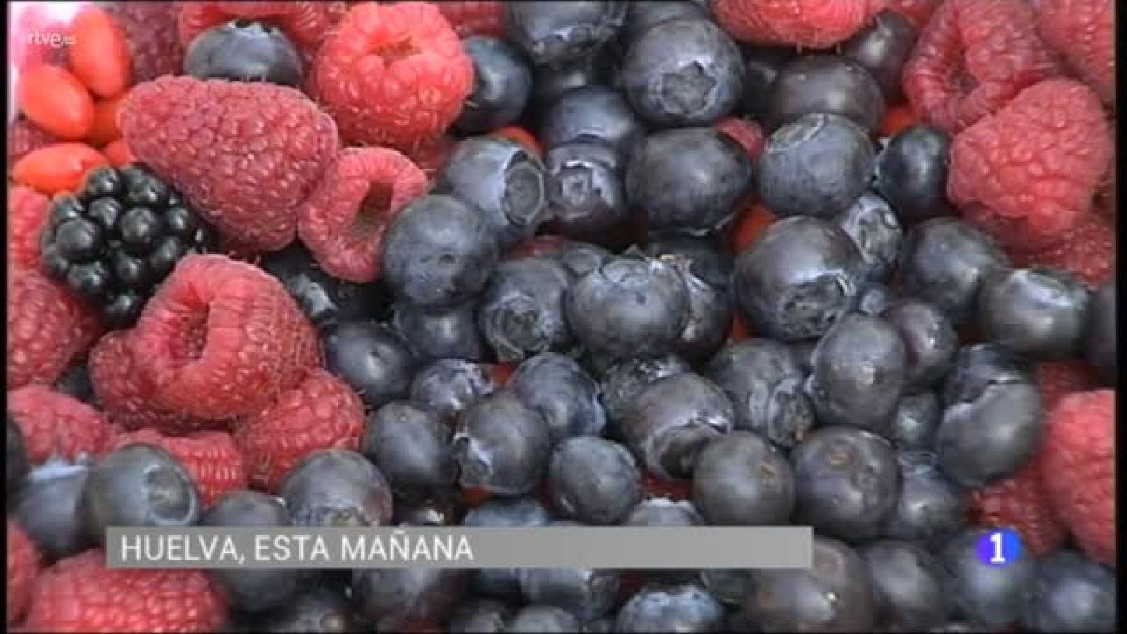 Huelva acoge el 3º Congreso Internacional de Frutos Rojos | Ver