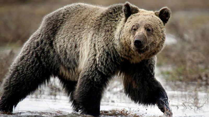 EE.UU. saca al oso grizzly de Yellowstone de la lista de especies amenazadas