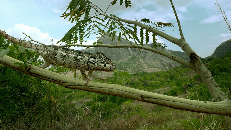 Madagascar, la belleza del bosque caducifolio, en Planeta Selva